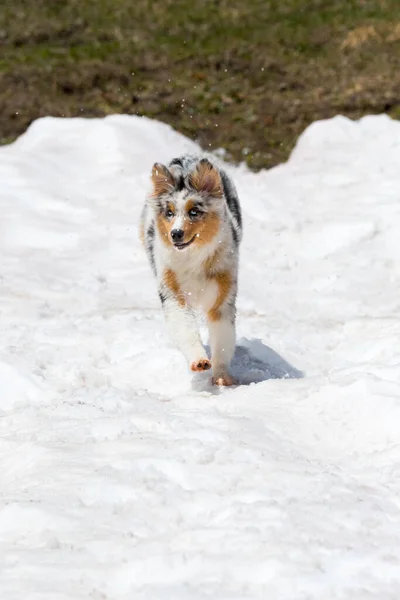 ブルーメルルオーストラリアの羊飼いの犬はイタリアのトレンティーノ アルト アディジェで雪の上で実行されます — ストック写真