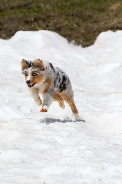 Blå Merle Australiska Herde Hund Körs Snö Trentino Alto Adige — Stockfoto