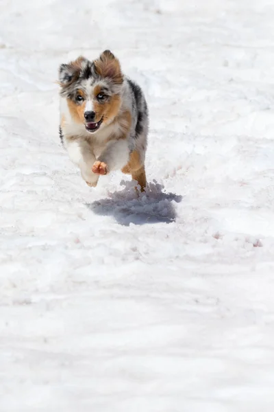 ブルーメルルオーストラリアの羊飼いの犬はイタリアのトレンティーノ アルト アディジェで雪の上で実行されます — ストック写真