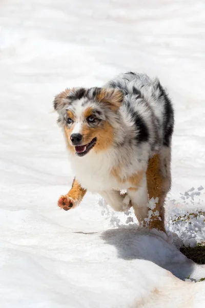 Modrý Merle Australský Ovčák Běhá Sněhu Trentinu Alto Adige Itálii — Stock fotografie