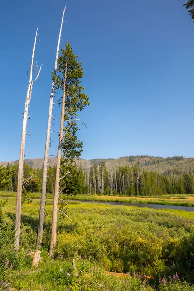 Danau Yellowstone Dan Sungai Yellowstone Taman Nasional Yellowstone Wyoming — Stok Foto