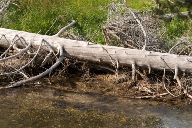 Ağaçlar, nehir, gayzer ve sıcak kaynak Wyoming 'deki Yellowstone Ulusal Parkı' ndaki eski sadık havzada.