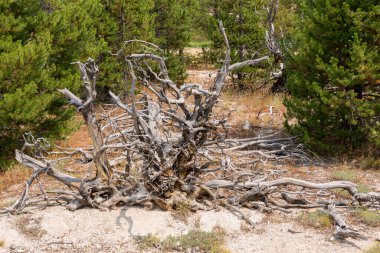 Ağaçlar, nehir, gayzer ve sıcak kaynak Wyoming 'deki Yellowstone Ulusal Parkı' ndaki eski sadık havzada.