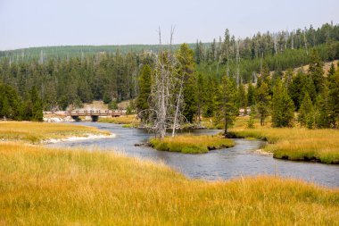 Ağaçlar, nehir, gayzer ve sıcak kaynak Wyoming 'deki Yellowstone Ulusal Parkı' ndaki eski sadık havzada.