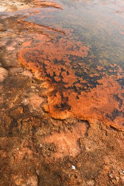 Ağaçlar, nehir, gayzer ve sıcak kaynak Wyoming 'deki Yellowstone Ulusal Parkı' ndaki eski sadık havzada.