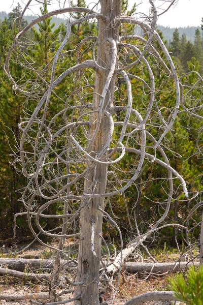 怀俄明州黄石公园老忠实盆地的树木 间歇泉 — 图库照片