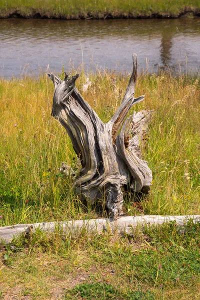 Trees River Geyser Hot Spring Old Faithful Basin Yellowstone National — Stock Photo, Image