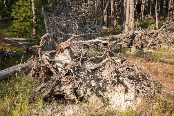 Arbres Rivière Geyser Source Chaude Dans Vieux Bassin Fidèle Dans — Photo