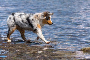 Mavi merle Avustralyalı çoban köpeği İtalya 'nın Piedmont kentindeki Ceresole Reale gölünün kıyısında koşar.