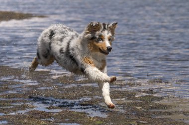 Mavi merle Avustralyalı çoban köpeği İtalya 'nın Piedmont kentindeki Ceresole Reale gölünün kıyısında koşar.