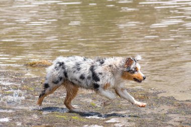 Mavi merle Avustralyalı çoban köpeği İtalya 'nın Piedmont kentindeki Ceresole Reale gölünün kıyısında koşar.