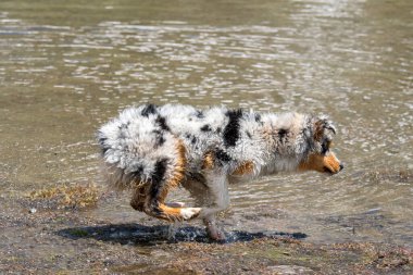 Mavi merle Avustralyalı çoban köpeği İtalya 'nın Piedmont kentindeki Ceresole Reale gölünün kıyısında koşar.