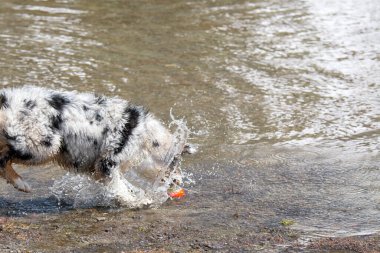 Mavi merle Avustralyalı çoban köpeği İtalya 'nın Piedmont kentindeki Ceresole Reale gölünün kıyısında koşar.