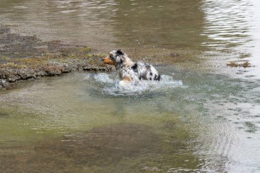 Mavi merle Avustralyalı çoban köpeği İtalya 'nın Piedmont kentindeki Ceresole Reale gölünün kıyısında koşar.