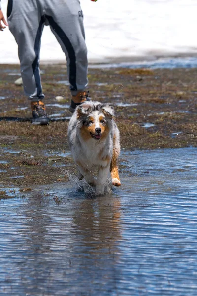 Azul Merle Cão Cão Pastor Australiano Corre Costa Lago Ceresole — Fotografia de Stock