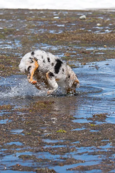 Mavi Merle Avustralyalı Çoban Köpeği Talya Nın Piedmont Kentindeki Ceresole — Stok fotoğraf