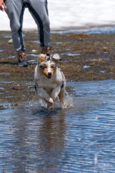 Blue Merle Australian Shepherd Puppy Dog Runs Shore Ceresole Reale — Stock Photo, Image