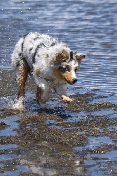 Blue Merle Australian Shepherd Puppy Dog Runs Shore Ceresole Reale — Stock Photo, Image