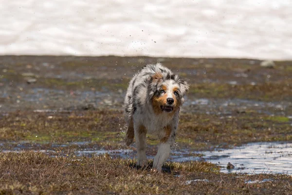 ブルーメルルオーストラリアの羊飼いの子犬の犬は イタリアのピエモンテ州のセレスレ湖の海岸で実行されます — ストック写真