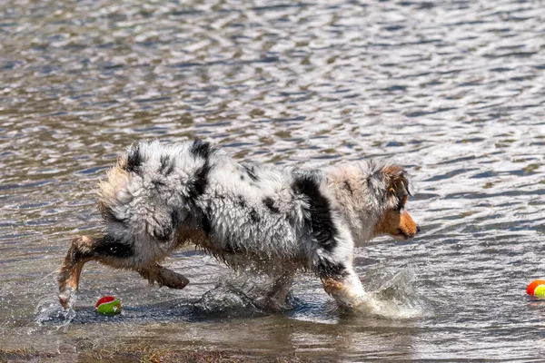 Blå Merle Australian Herde Valp Hund Körs Stranden Ceresole Reale — Stockfoto