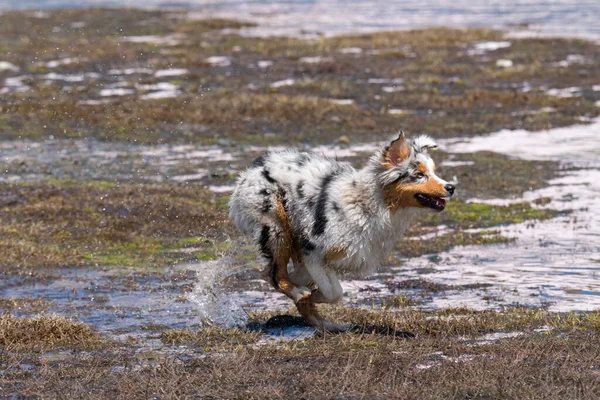 Blå Merle Australian Herde Valp Hund Körs Stranden Ceresole Reale — Stockfoto