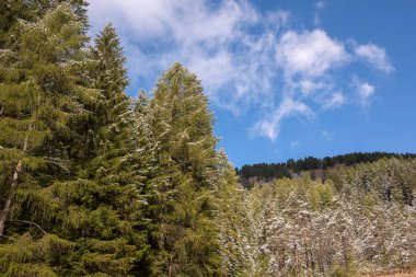 İtalya 'da Trentino Alto' daki Carezza Gölü 'nde ilk karın altında ağaçlar, dağ yolları.