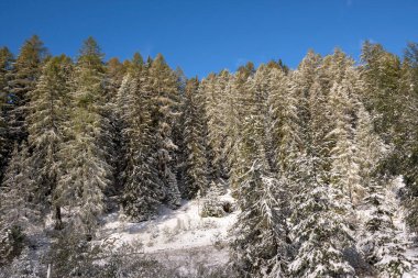 İtalya 'da Trentino Alto' daki Carezza Gölü 'nde ilk karın altında ağaçlar, dağ yolları.