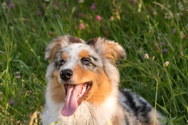 Mavi merle Avustralyalı çoban köpeği İtalya 'da Ligurya' da Praglia 'nın çayırında koşar ve atlar.