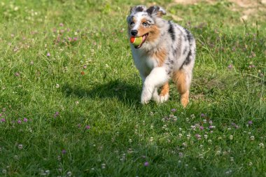 Mavi merle Avustralyalı çoban köpeği İtalya 'da Ligurya' da Praglia 'nın çayırında koşar ve atlar.