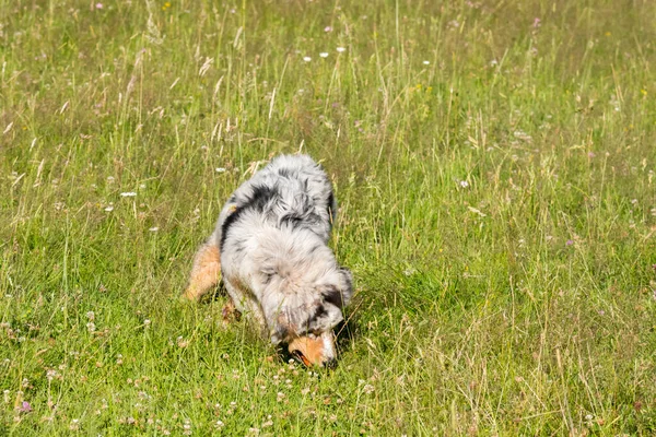 Blue Merle Australian Shepherd Puppy Dog Runs Jump Meadow Praglia — Stock Photo, Image