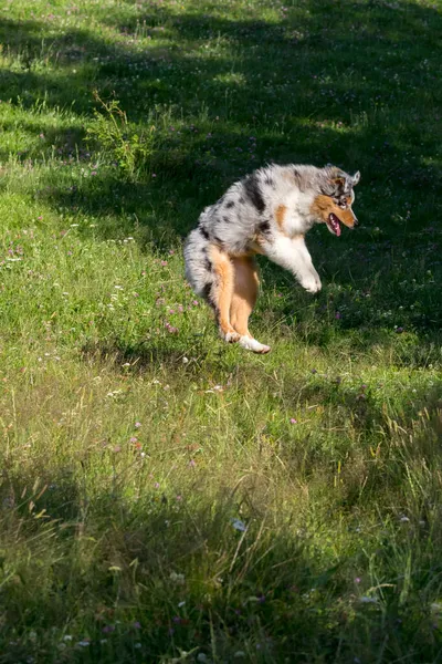 ブルーメルルオーストラリアの羊飼いの子犬の犬が走り イタリアのリグーリア州のPragliaの牧草地をジャンプします — ストック写真