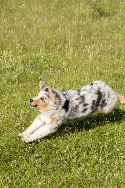 ブルーメルルオーストラリアの羊飼いの子犬の犬が走り イタリアのリグーリア州のPragliaの牧草地をジャンプします — ストック写真