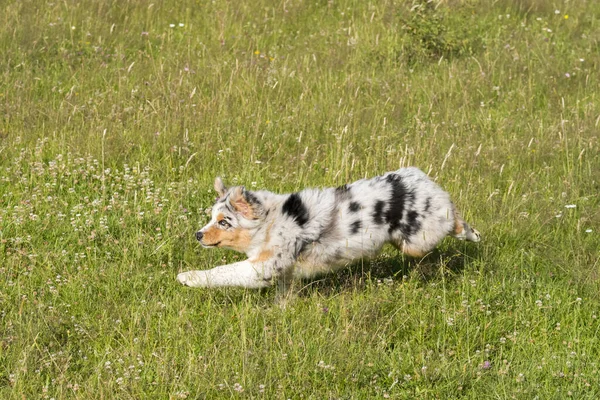 Blå Merle Australiska Herde Valp Hund Körs Och Hoppa Ängen — Stockfoto