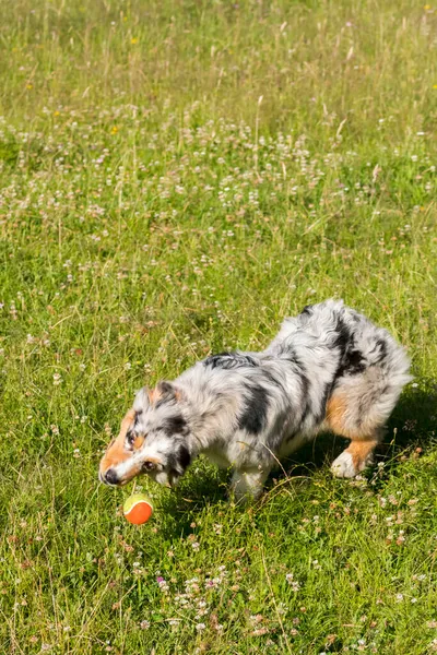 ブルーメルルオーストラリアの羊飼いの子犬の犬が走り イタリアのリグーリア州のPragliaの牧草地をジャンプします — ストック写真