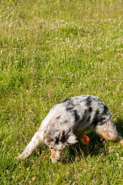 ブルーメルルオーストラリアの羊飼いの子犬の犬が走り イタリアのリグーリア州のPragliaの牧草地をジャンプします — ストック写真