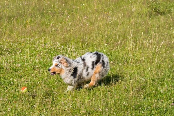 Azul Merle Perro Pastor Australiano Corre Salta Prado Praglia Liguria —  Fotos de Stock