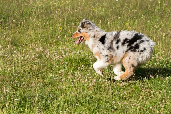 Blue Merle Australian Shepherd Puppy Dog Runs Jump Meadow Praglia — Stock Photo, Image