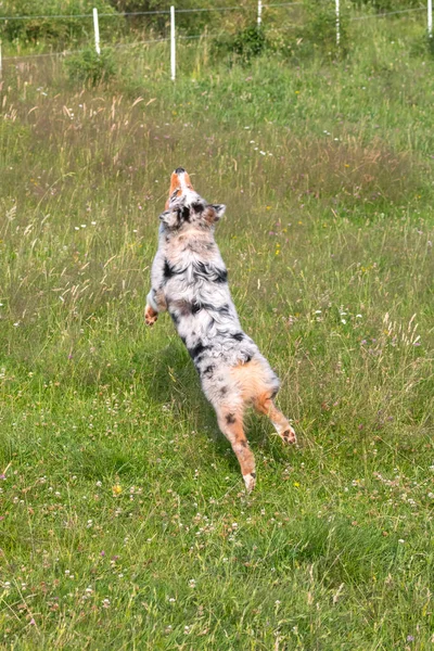 이탈리아 리구리아 길리아 초원에서 오르기도 뛰기도 푸른색 오스트레일리아 양치기 강아지 — 스톡 사진