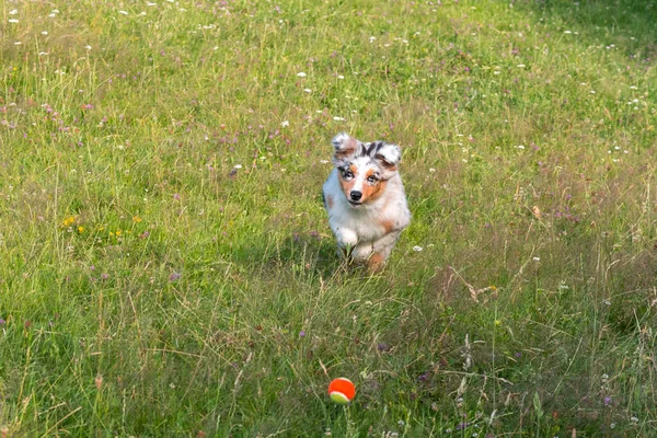 Blauwe Merle Australische Herder Puppy Loopt Spring Weide Van Praglia — Stockfoto
