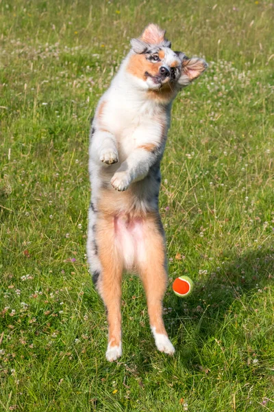 Blue Merle Australian Shepherd Puppy Dog Runs Jump Meadow Praglia — Stock Photo, Image