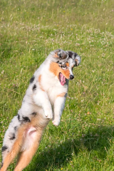 Blå Merle Australiska Herde Valp Hund Körs Och Hoppa Ängen — Stockfoto