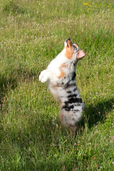 Bleu Merle Chien Berger Australien Court Saute Sur Prairie Praglia — Photo