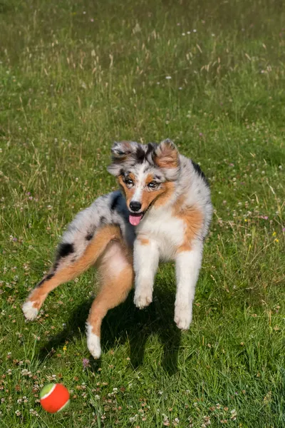 Blue Merle Australian Shepherd Puppy Dog Runs Jump Meadow Praglia — Stock Photo, Image