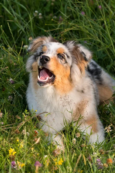 Blå Merle Australiska Herde Valp Hund Körs Och Hoppa Ängen — Stockfoto