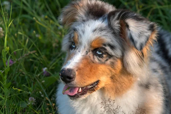 Blue Merle Australian Shepherd Puppy Dog Runs Jump Meadow Praglia — Stock Photo, Image