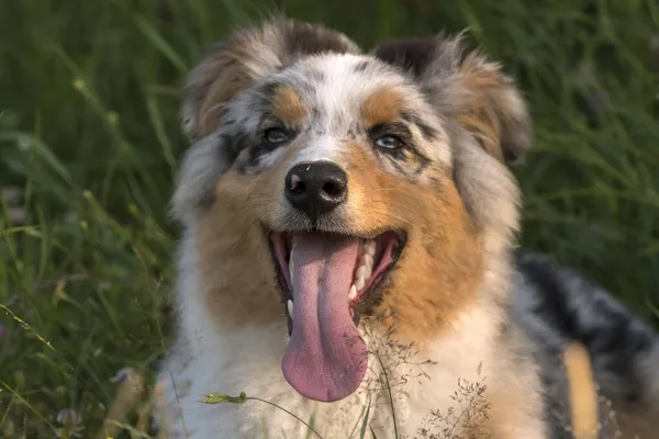 ブルーメルルオーストラリアの羊飼いの子犬の犬が走り イタリアのリグーリア州のPragliaの牧草地をジャンプします — ストック写真