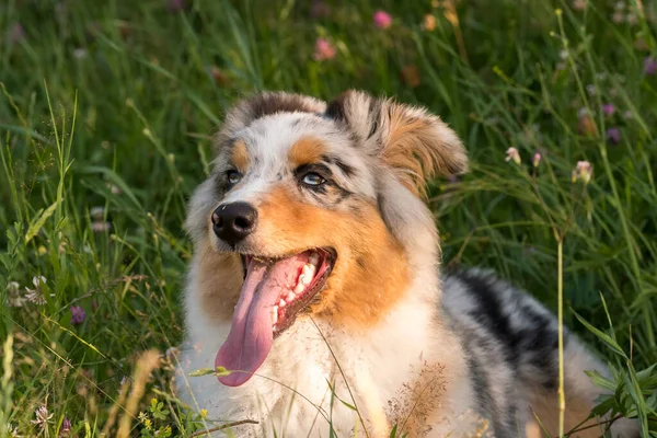 Bleu Merle Chien Berger Australien Court Saute Sur Prairie Praglia — Photo