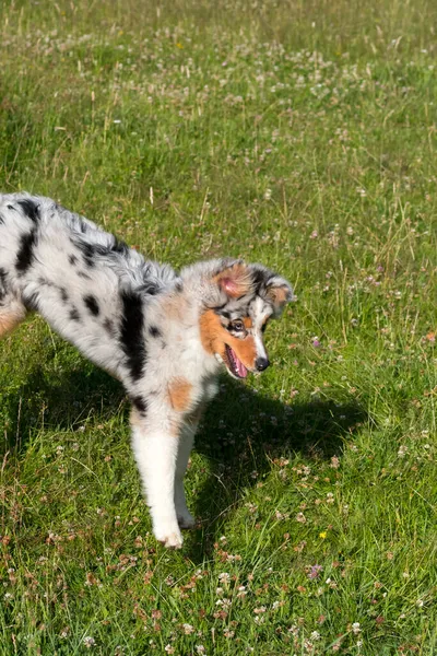 Blue Merle Australian Shepherd Puppy Dog Runs Jump Meadow Praglia — Stock Photo, Image