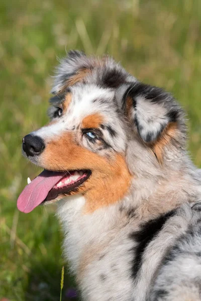 Azul Merle Perro Pastor Australiano Corre Salta Prado Praglia Liguria —  Fotos de Stock