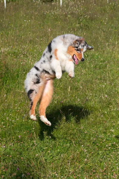 Merle Azzurro Cane Pastore Australiano Corre Salta Sul Prato Dei — Foto Stock